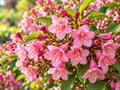 معرفی و شرایط نگهداری وایگلا (Weigela florida)؛ آبیاری، نور و هرس